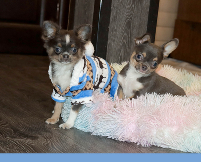 Валентра стар