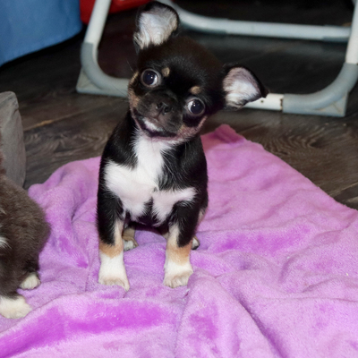 Продается Купить Чихуа в Москве