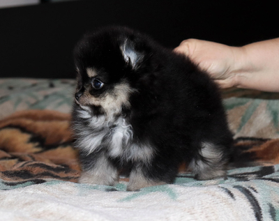 Валентра стар