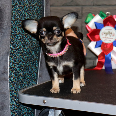 Валентра стар