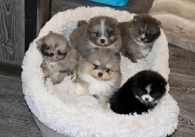 Валентра стар