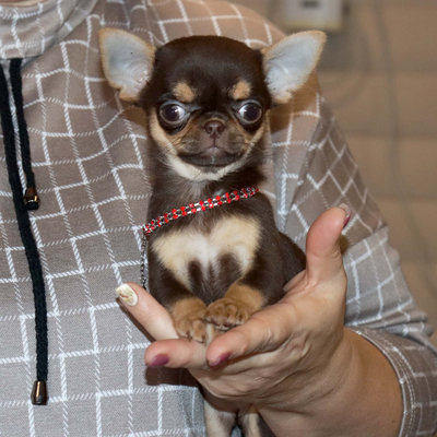 Валентра стар