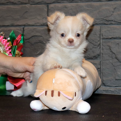 Валентра стар