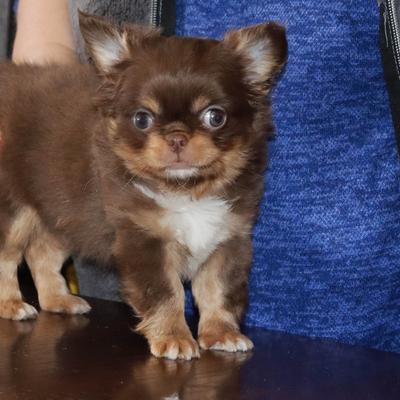 Валентра стар