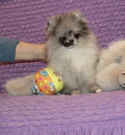 Продается Мраморный шпиц в Москве