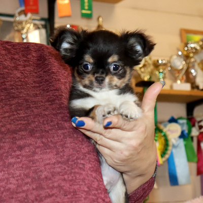 Валентра стар