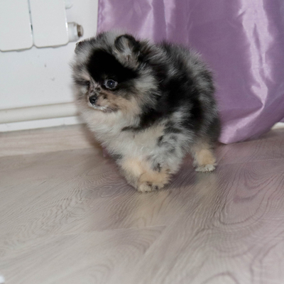 Валентра стар