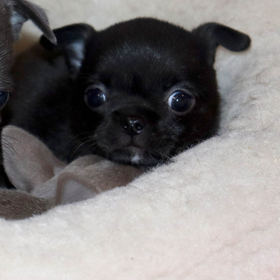 Валентра стар