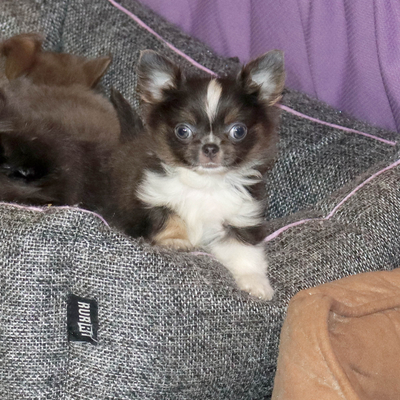 Валентра стар