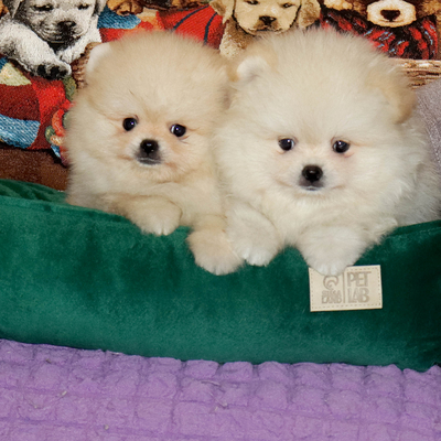 Валентра стар