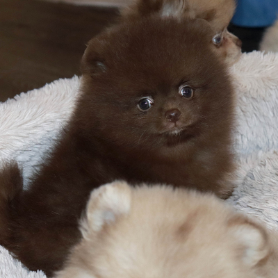 Валентра стар