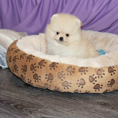 Валентра стар