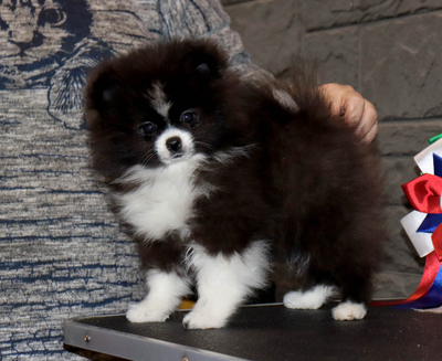 Валентра стар