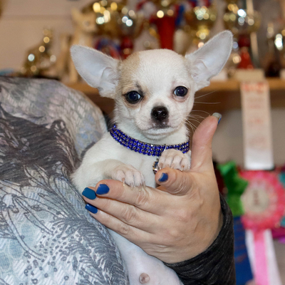 Валентра стар