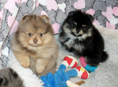 Валентра стар