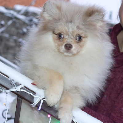 Продается Мраморный шпиц