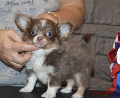 Валентра стар