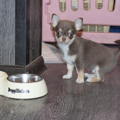 Валентра стар