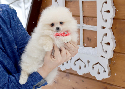 Валентра стар