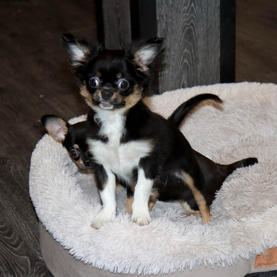 Продается Купить Чихуа в Москве