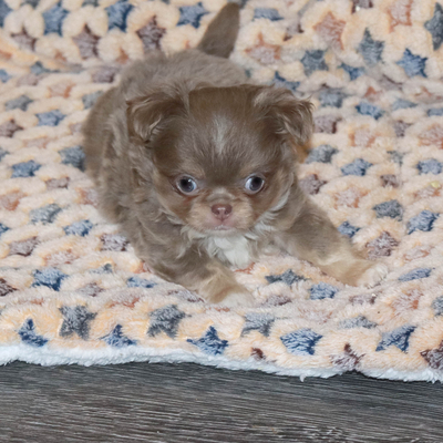 Валентра стар