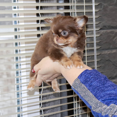 Валентра стар