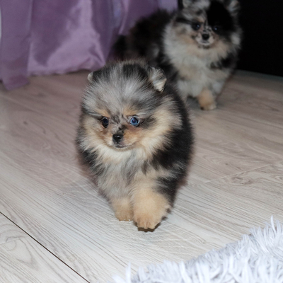 Валентра стар