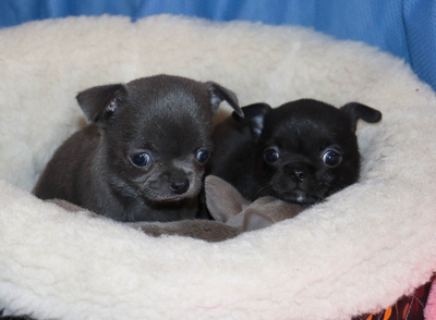 Валентра стар