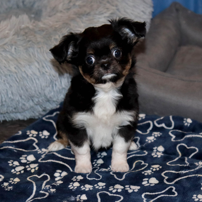 Продается Купить Чихуа в Москве