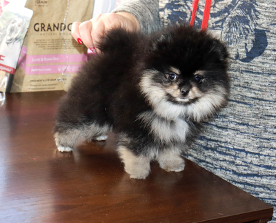 Валентра стар