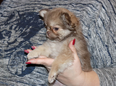 Валентра стар