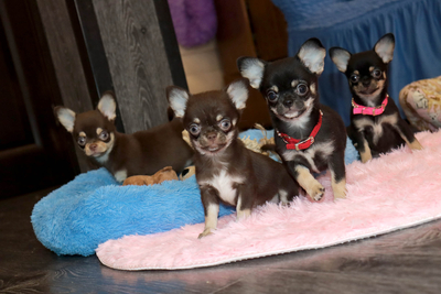 Валентра стар