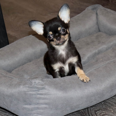 Продается Купить Чихуа в Москве