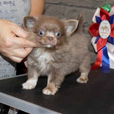 Валентра стар