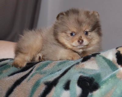 Валентра стар