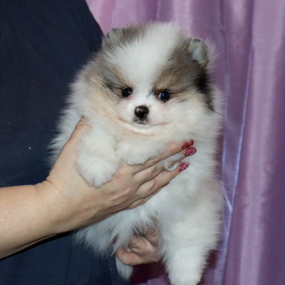 Валентра стар