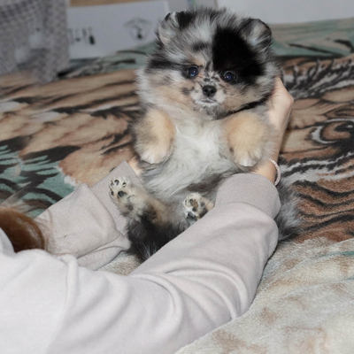 Валентра стар