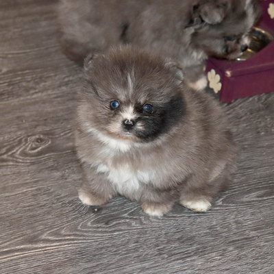 Продается Мраморный шпиц в Москве