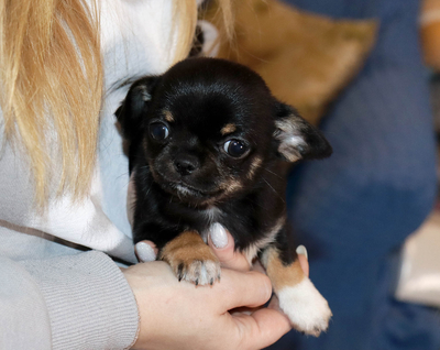 Валентра стар