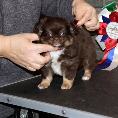 Валентра стар