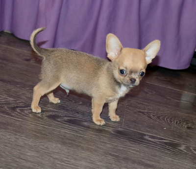 Валентра стар