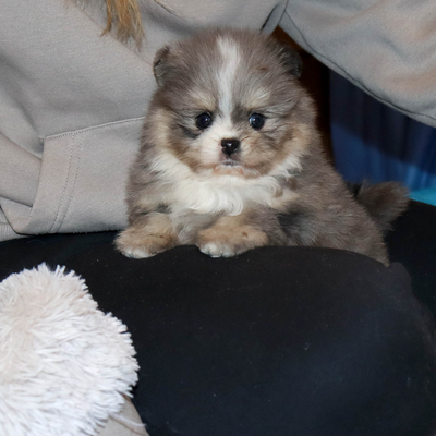 Продается Мраморный шпиц