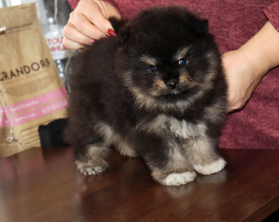 Валентра стар