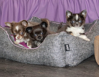 Валентра стар