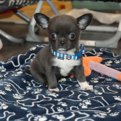 Валентра стар