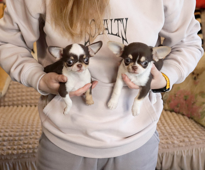 Валентра стар