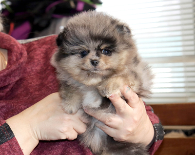 Валентра стар