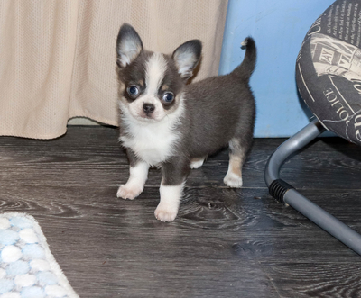 Валентра стар