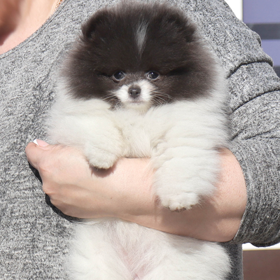 Продается Голубой щенок шпица