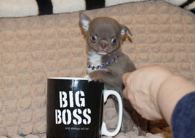 Валентра стар